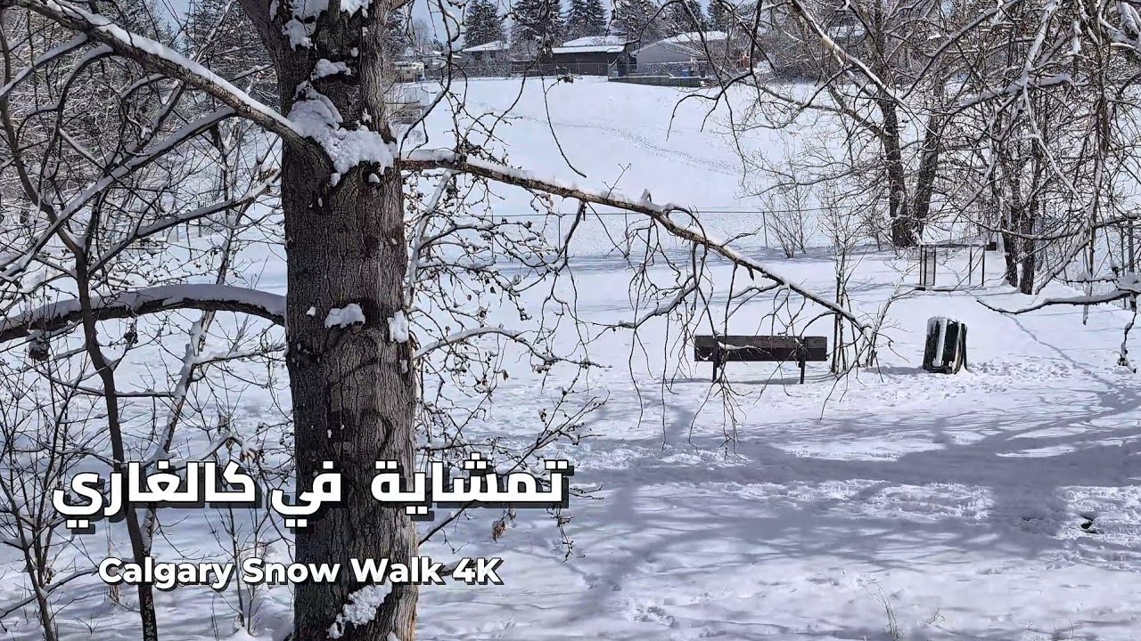 هدوء ثلوج الربيع وصوت الخطوات على الثلج. تمشاية بسيطة في أحد حدائق كندا. ❄️ | Calgary Snow Walk 4K