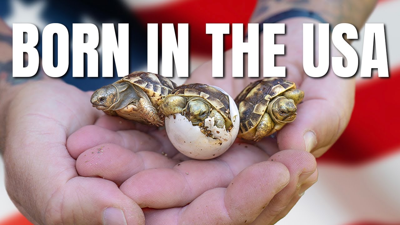 Baby Tortoises Hatch in USA for the First Time Ever!
