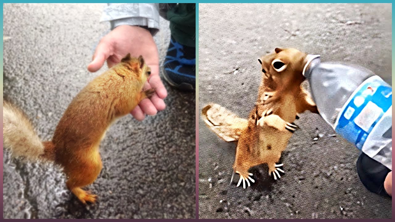 Animais Que Pediram Ajuda às Pessoas!