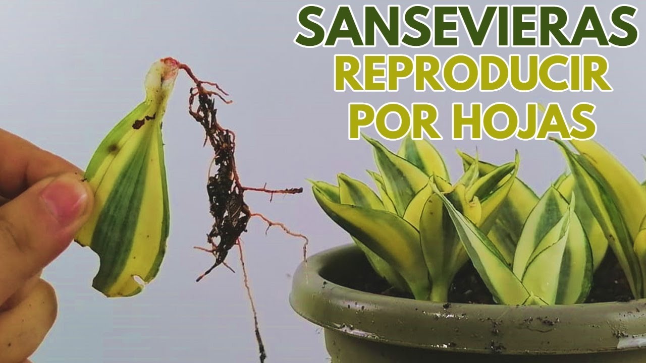sansevieria mini reproducir por hoja DONSUCULENTO