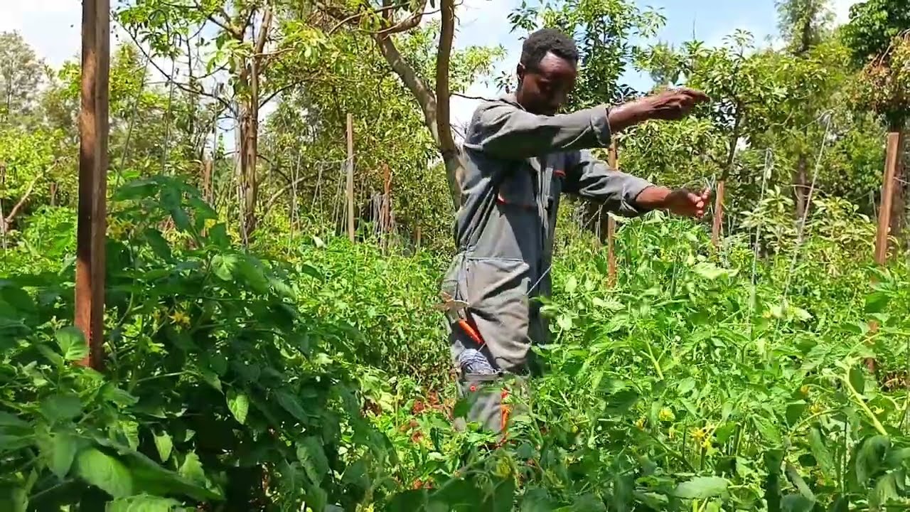 Tomato Staking: When, Why, and How to Do It Right