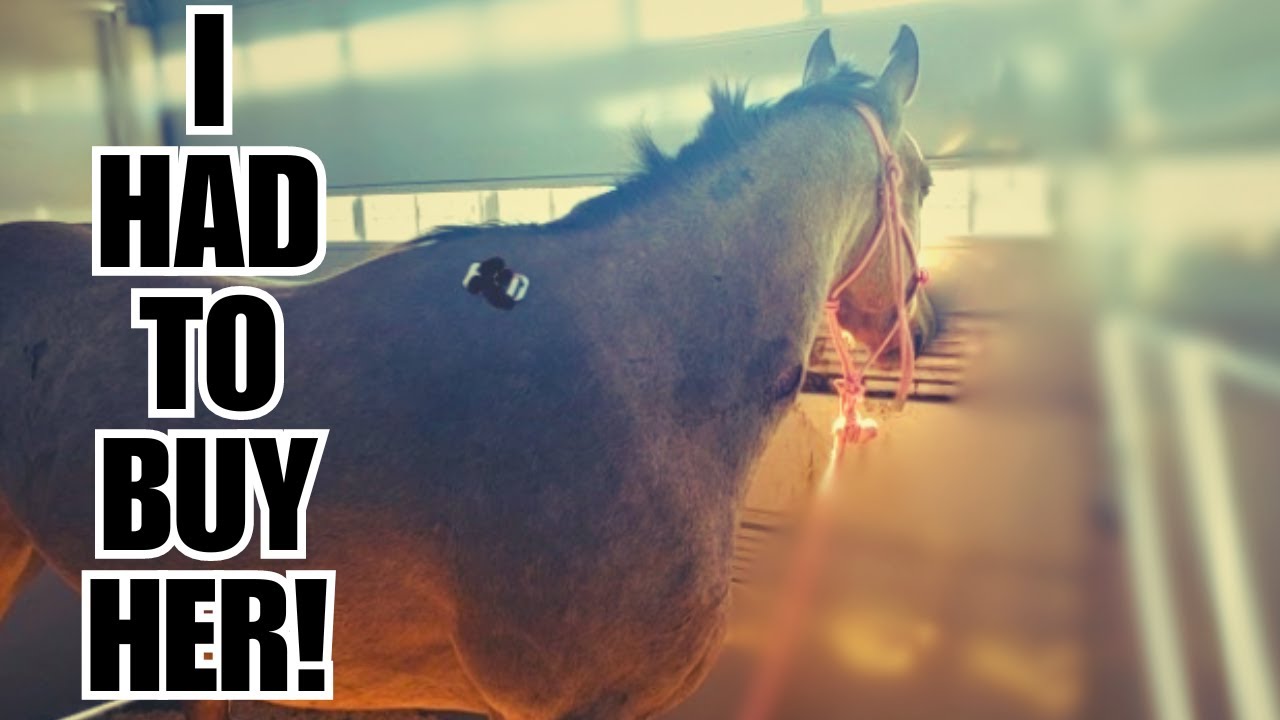 $400 auction horse!  She did NOT belong there! ❤️ Prim's Story ❤️