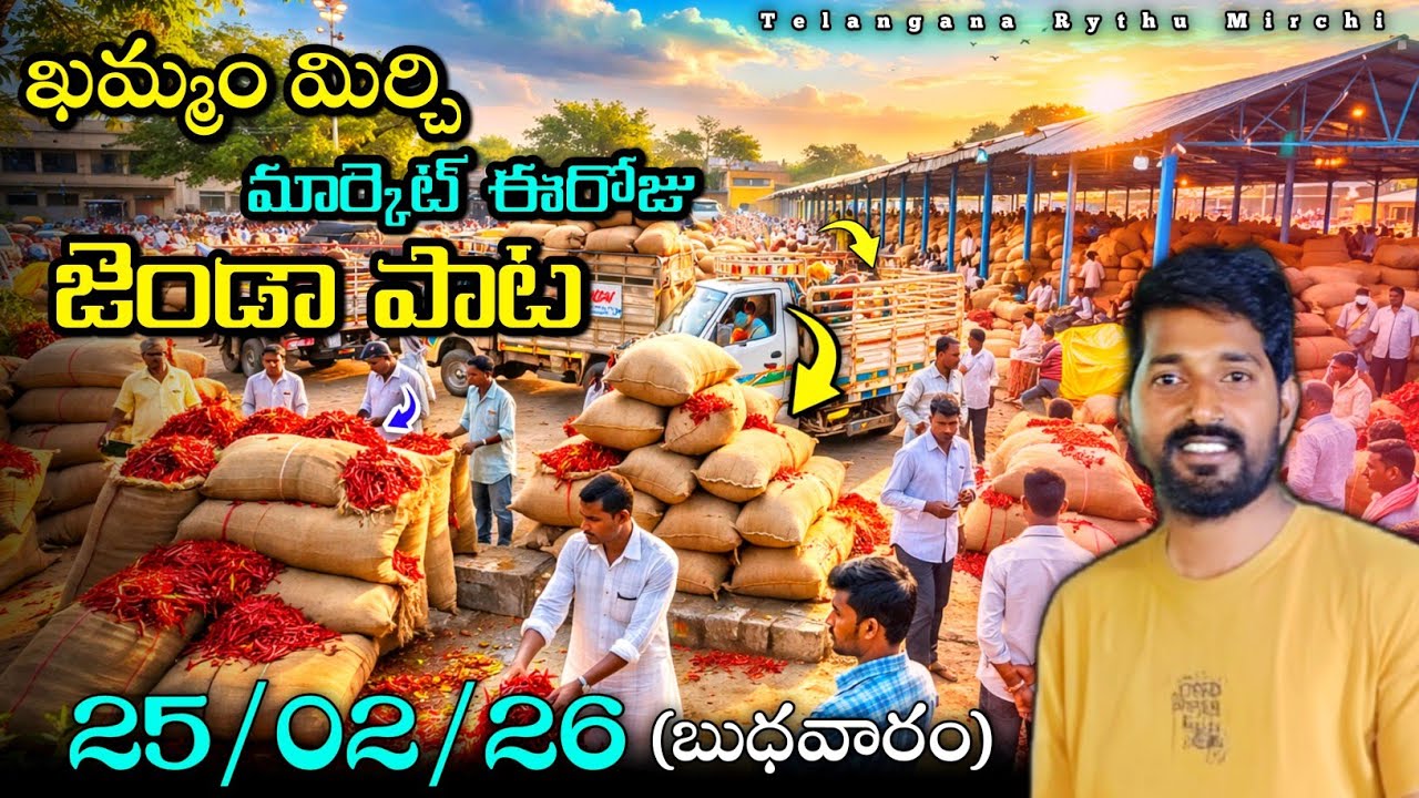 KHAMMAM MIRCHI MARKET JENDA PATA | GUNTUR MARKET UPDATE | TELANGANA RYTHU MIRCHI 🌶️