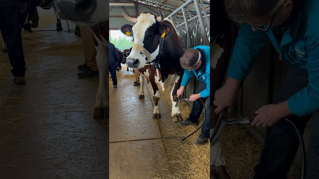 Cow Hoof Trimming and Healing | Professional Farm Care