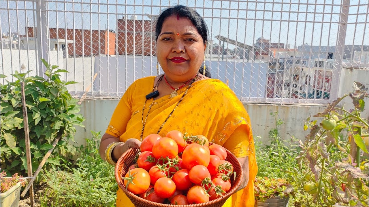 मेरे गार्डन के टमाटर का दूसरा हार्वेस्टिंग 🌱🍅🍅✂️🥰👍👌 #greenlove #gardeningplants #plants #viral 