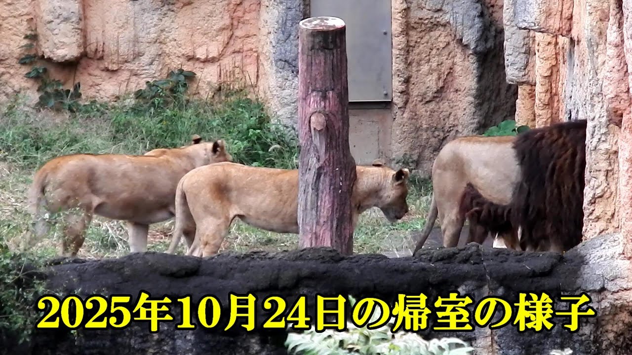 帰室の様子(２０２５年１０月２４日)　Lion (ライオン)　多摩動物公園