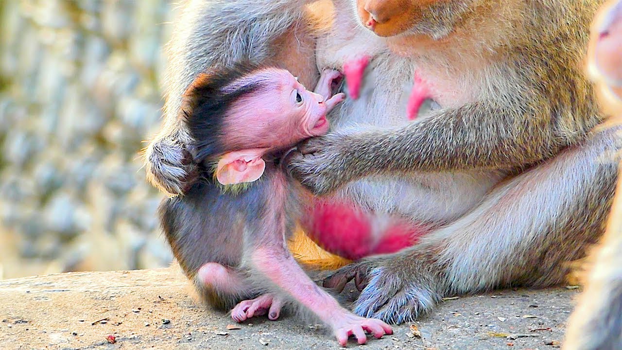 Video clip about Sippo when mom Sippey fully corrects behavior like a spoiled baby monkey.