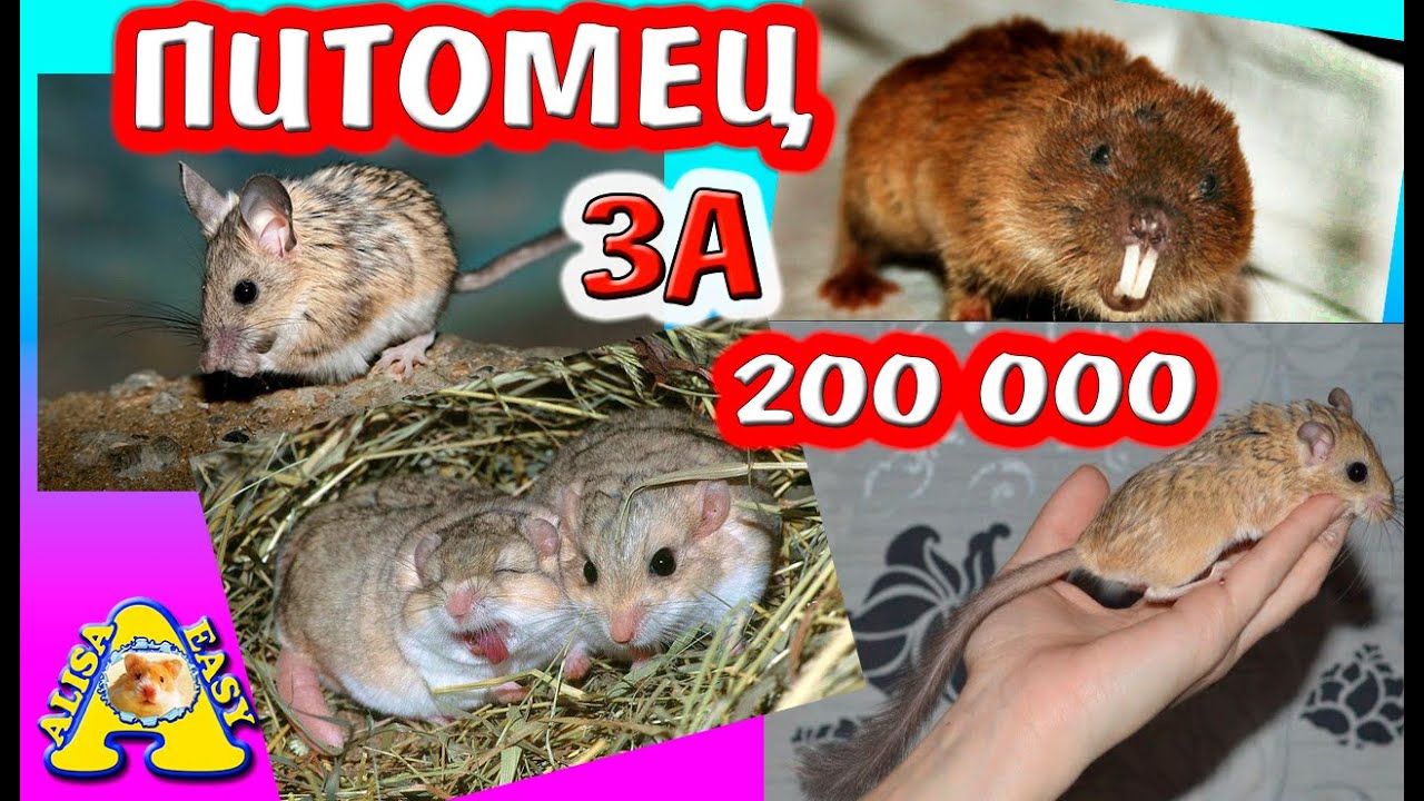 НОВЫЙ ПИТОМЕЦ ЗА 200 тысяч / КОГО МЫ ЗАВЕДЕМ? / ХОМКИ, КРЫСЫ, МОРСКИЕ СВИНКИ / Alisa Easy Pets