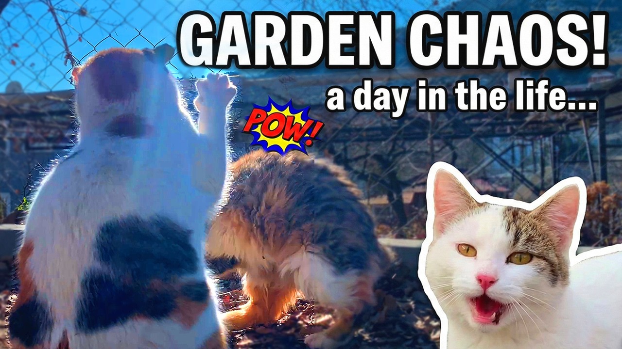 A Day in the Life of Garden Cats: The Real Troublemakers