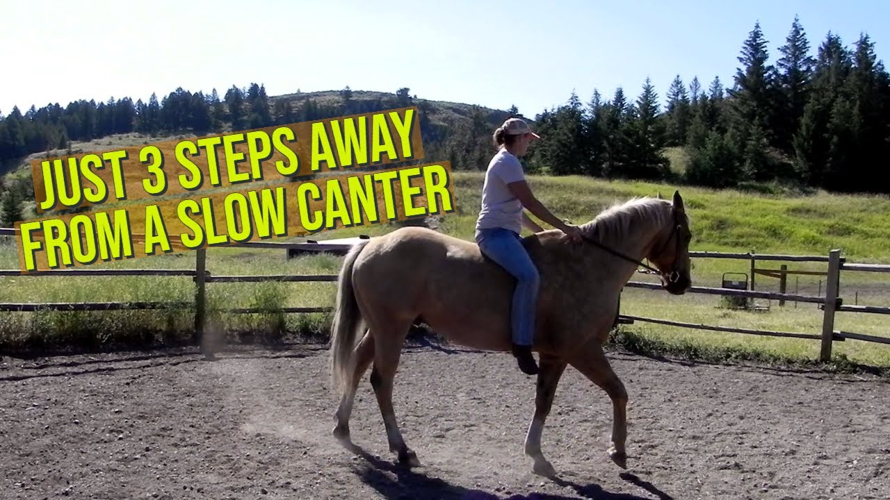 HOW TO TEACH A HORSE TO CANTER SLOW(REALLY SLOW)