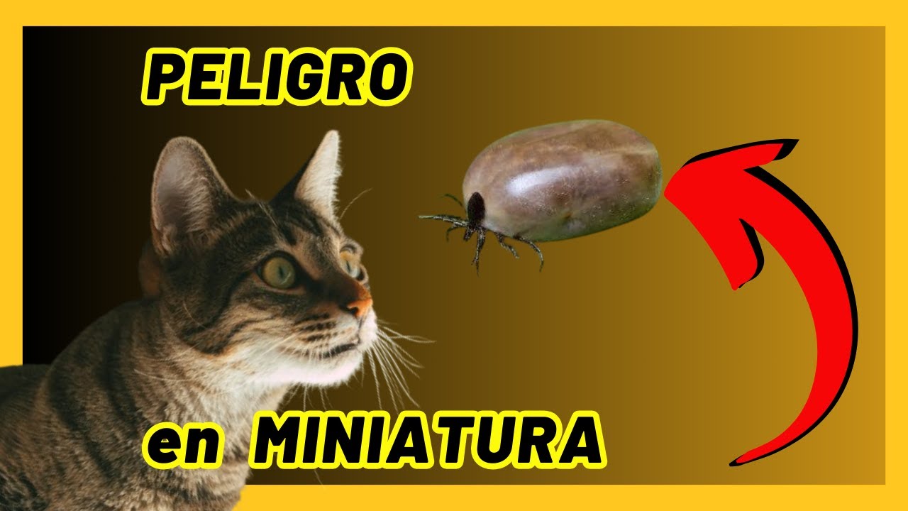 🔴Garrapatas en gatos: ✅ Prevención, Detección y ELIMINACION segura