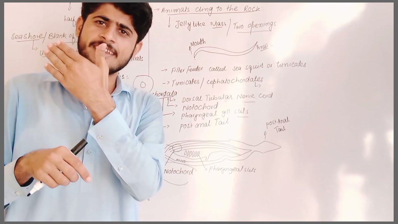 Hemichordata and Invertebrates Chordates |Miler and harlay zoology |chapter 17