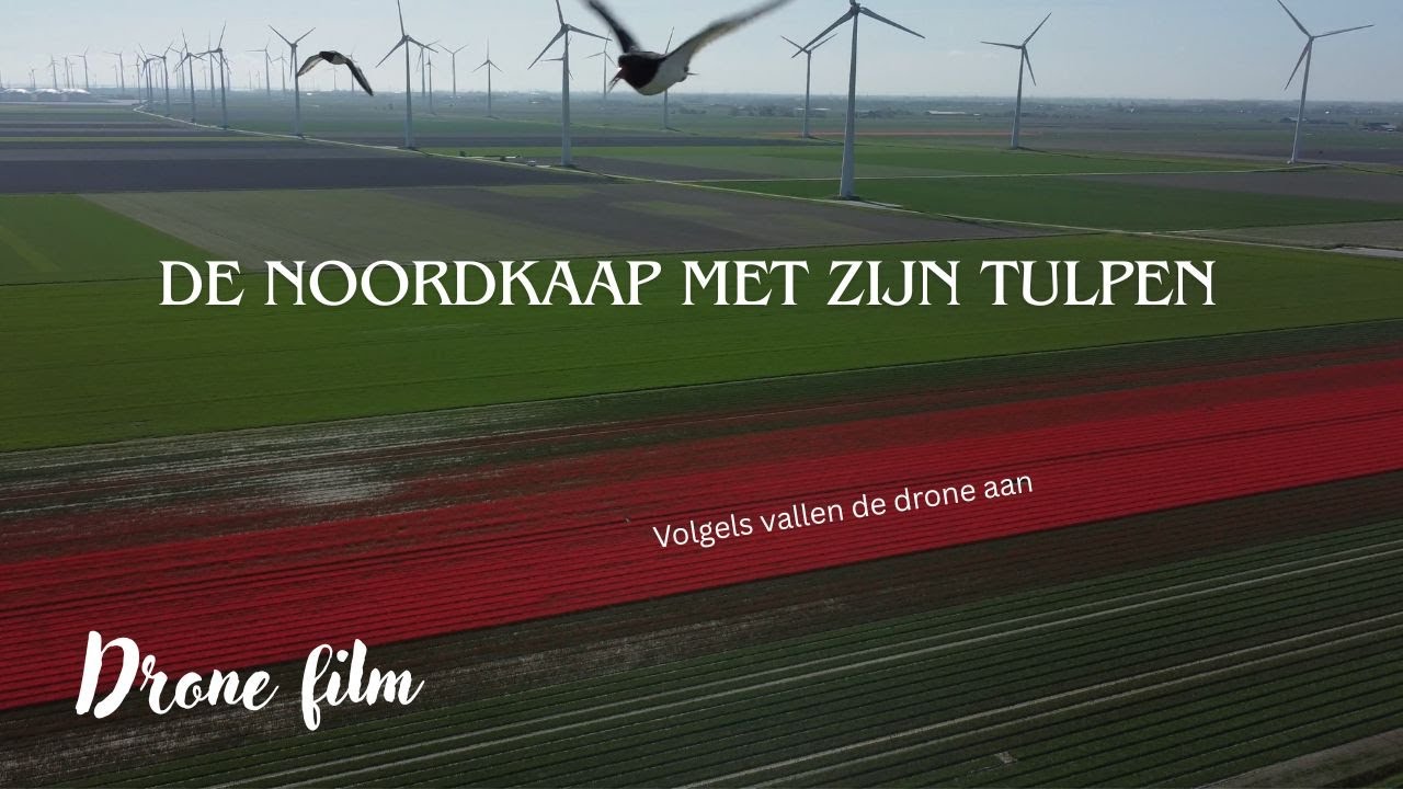 De Noordkaap met zijn tulpen