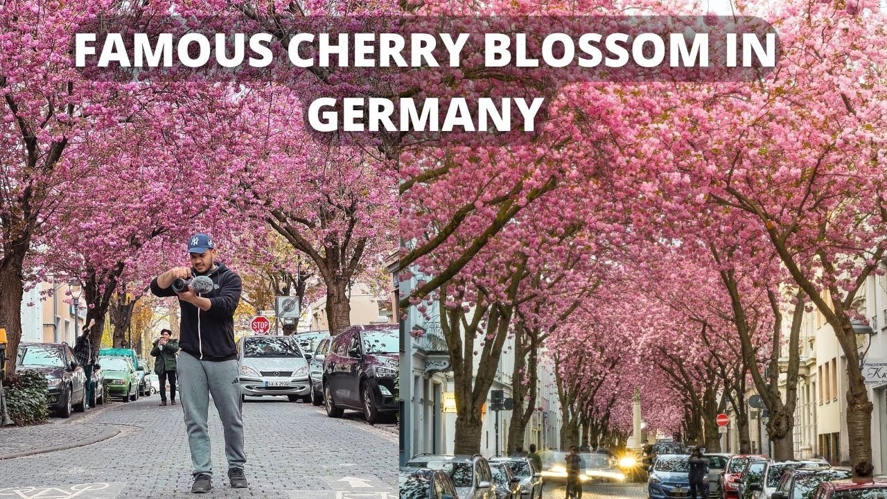 24 Hours in Cologne, Germany || VISITING THE FAMOUS CHERRY BLOSSOM STREET ||