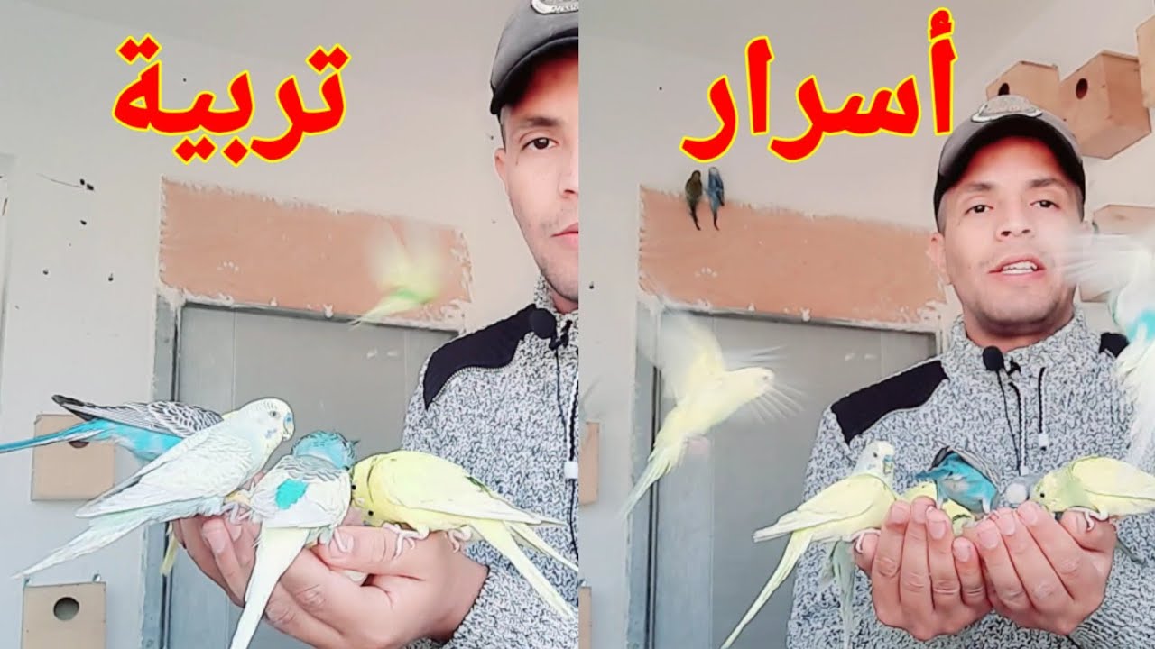 محمية طيور البادجي : أسرار تربية جماعية من أجل إنتاج جيد لطائر بادجي  budgie
