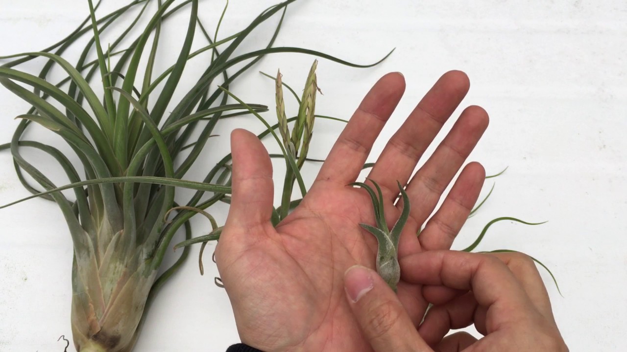 Tillandsia Air Plants caput medusae틸란시아 카풋메두사