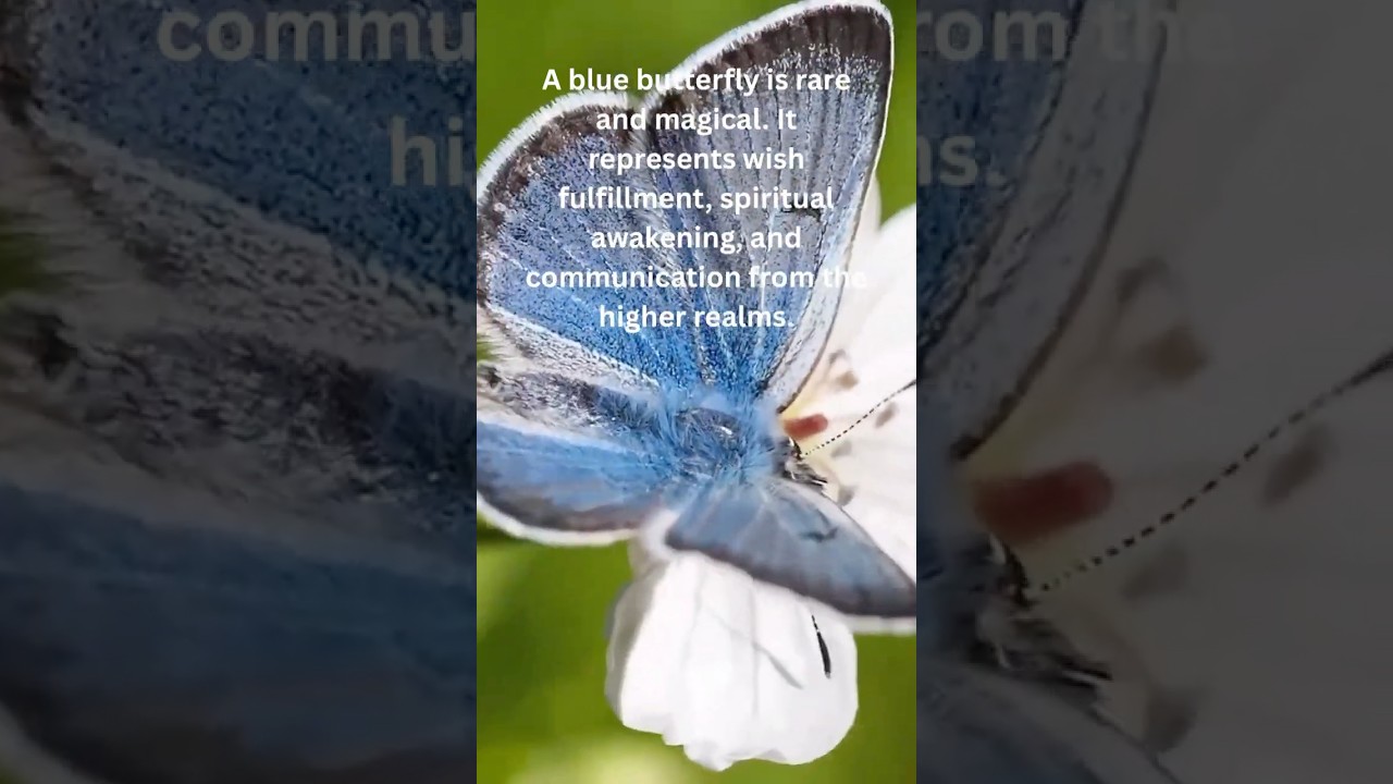 Blue Butterfly Meaning 💙🦋 |Spiritual Awakening & Wish Fulfillment #bluebutterfly #butterflymeaning