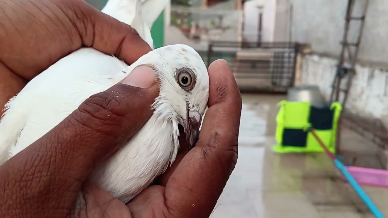 8 से 9 घंटे उड़ने वाली नस्ल है ये 