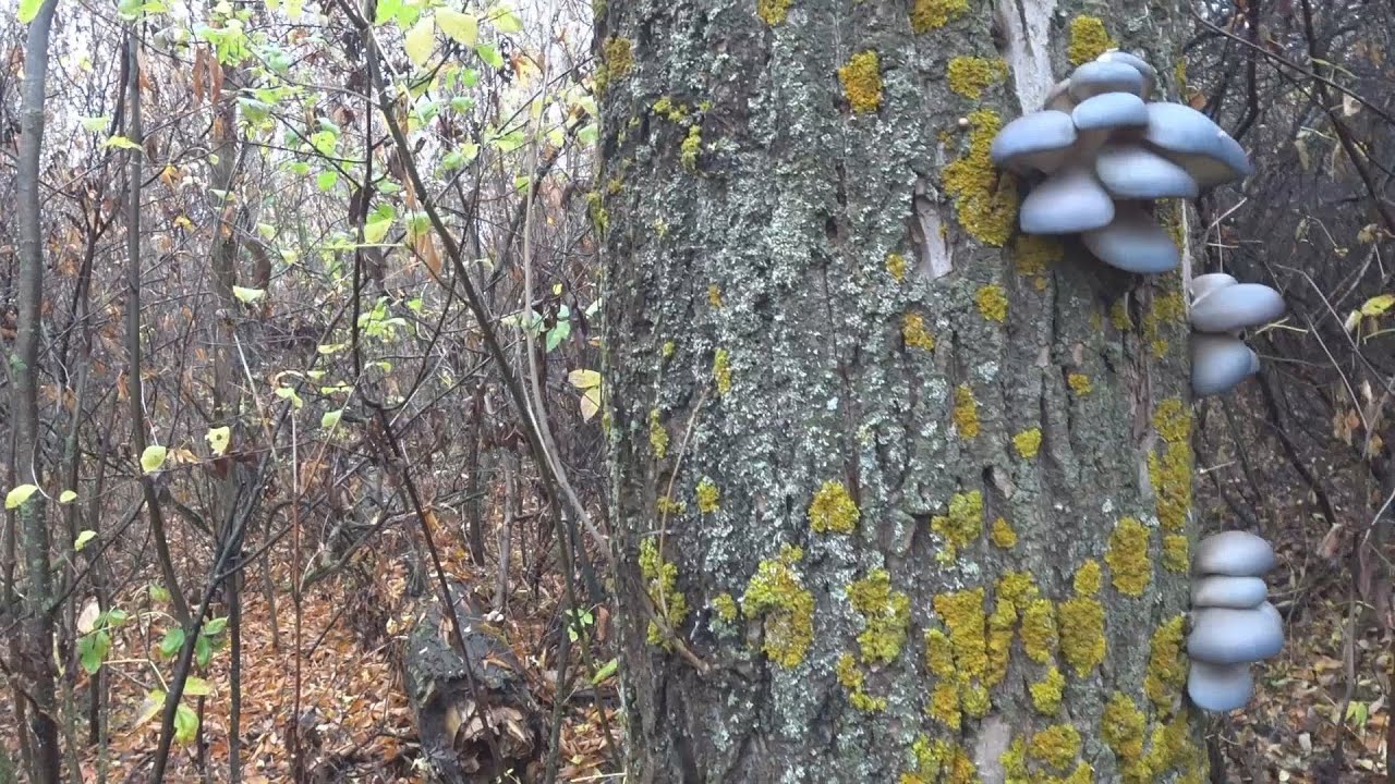Вы бы никогда не подумали что это съедобные грибы 1 категории,бонусом добыли вальдшнепа в лесу!