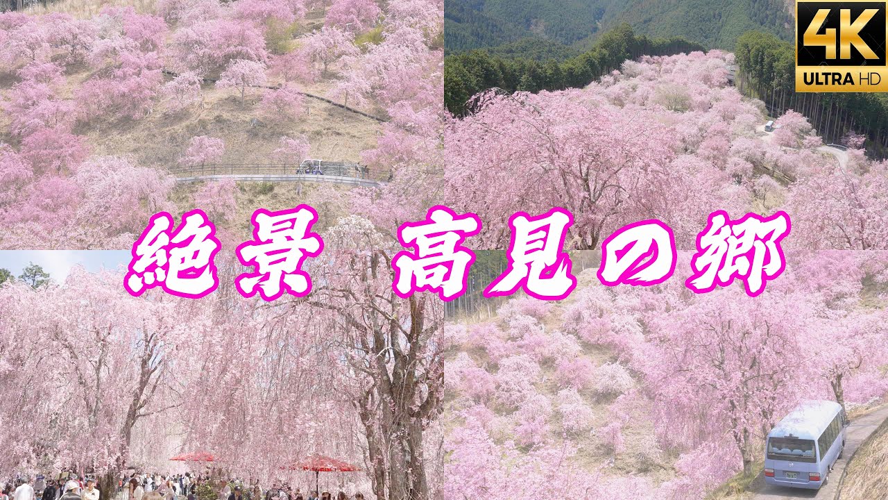 高見の郷の圧倒的絶景を堪能！【天空の庭と千本のしだれ桜！】 東京から日帰りアクセス 吉野 奈良