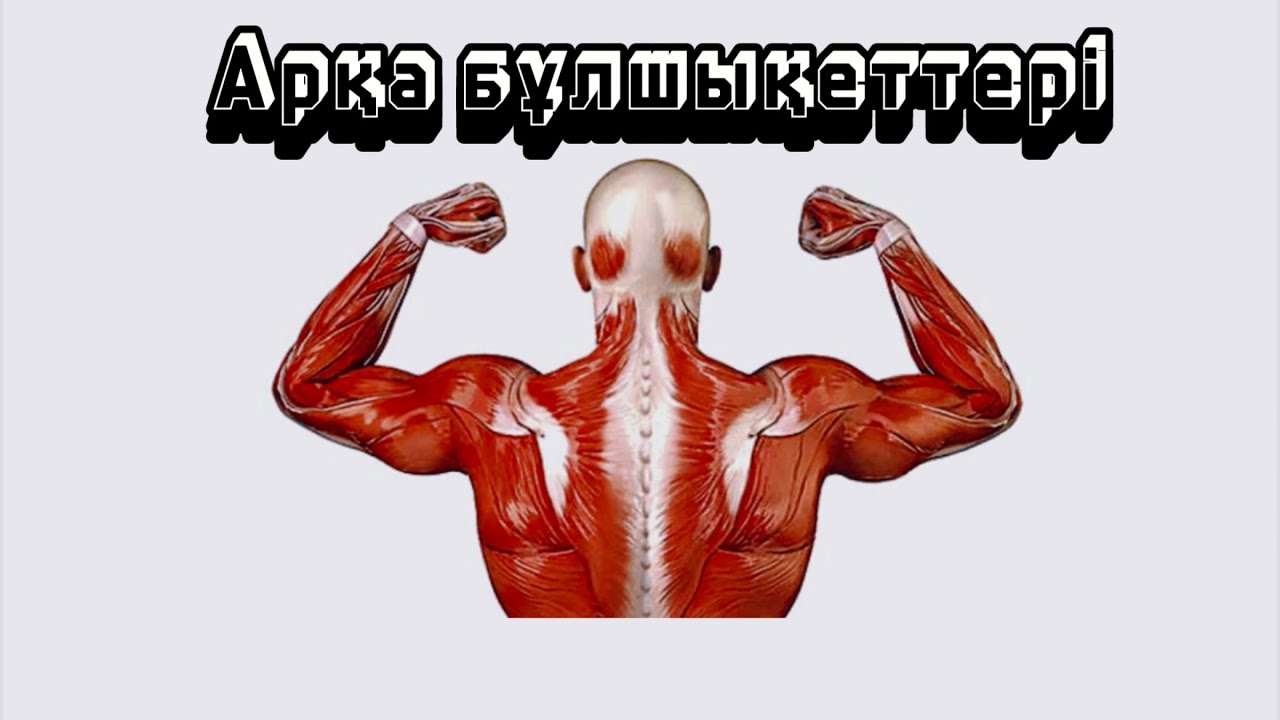 Арқа бұлшықеттері. Арқаның беткей орналасқан бұлшықеттері.