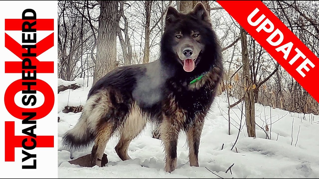 Toki Update 2023 - Lycan Shepherd Project