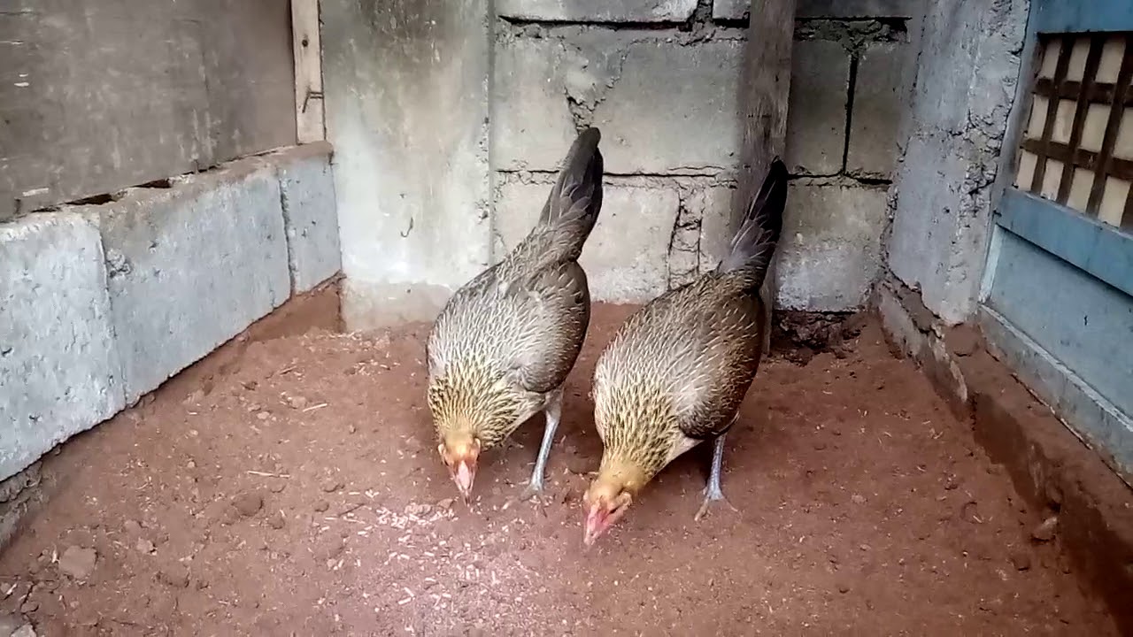 BroodHen / Pumpkin Hatch