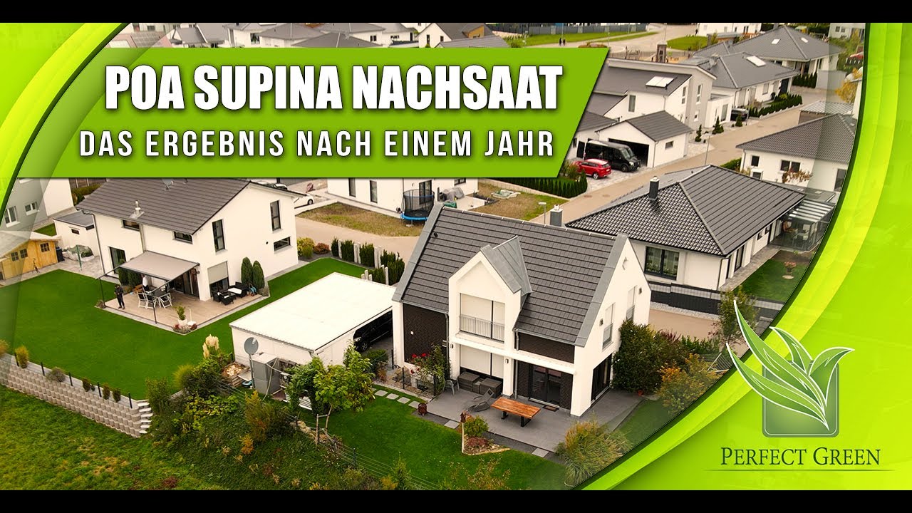 Poa Supina als Nachsaat | Erfolg nach einem Jahr? | Besuch beim Nachbarn | Rasennachsaat