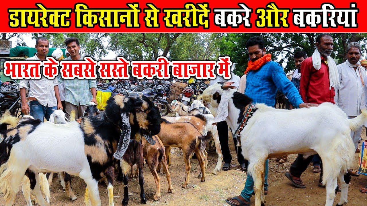 डायरेक्ट किसानों से खरीदें बकरे और बकरियां 🐐Bharat Ke Sabse Sasta Bakri Bazaar। Cheapest Goat Market