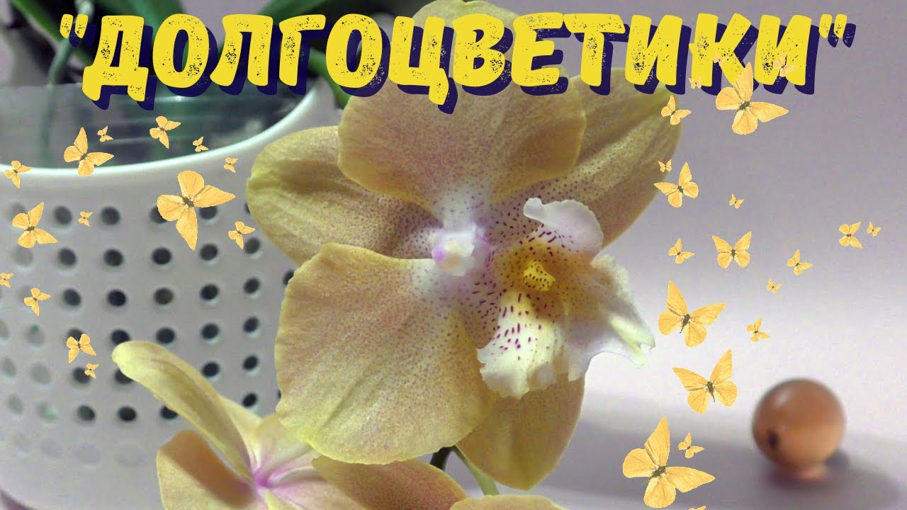 Самые долгоцветущие фаленопсисы