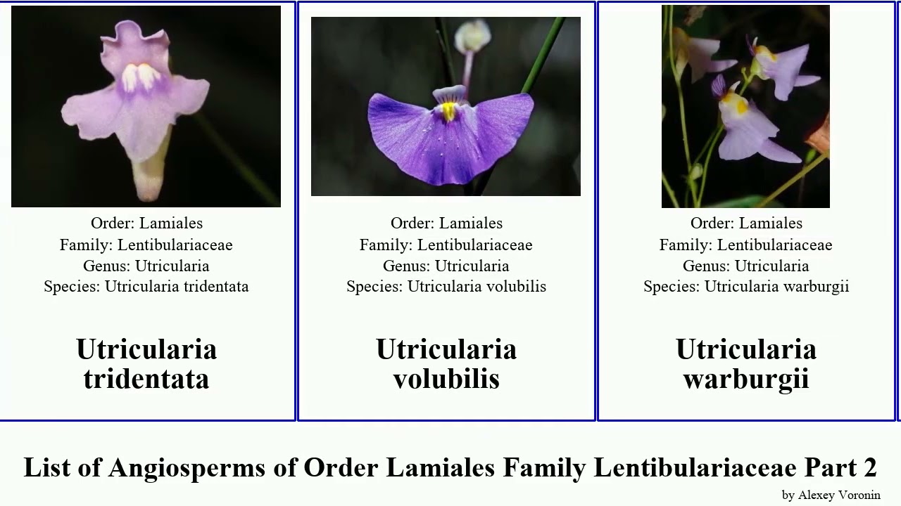 List of Angiosperms of Order Lamiales Family Lentibulariaceae Part 2 utricularia bladderwort tiny