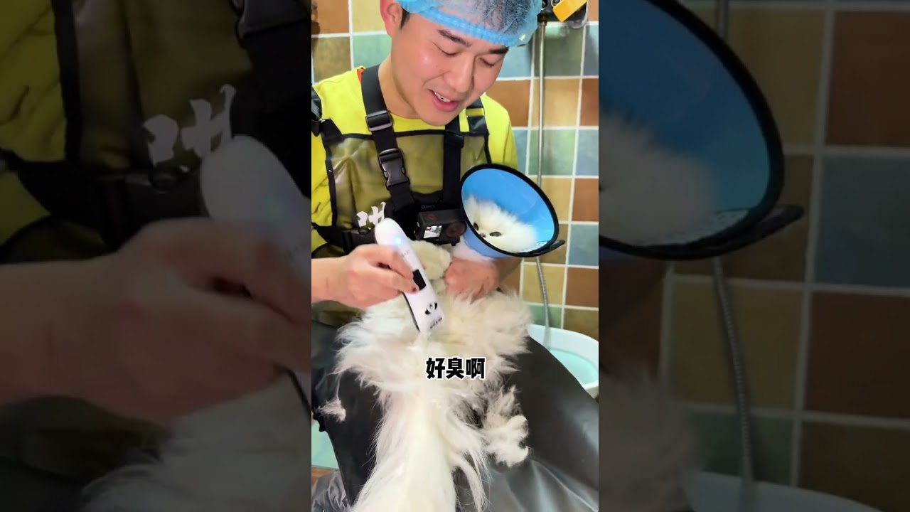 Adorable Short-Legged Jinjila's Bath Time! BabyNewYearProject CutenessUnleashed