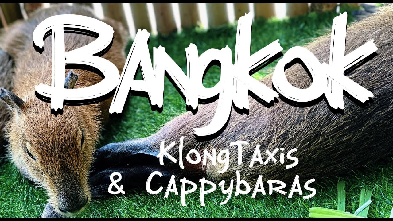 Klong Taxis and The Capybara Café in Bangkok