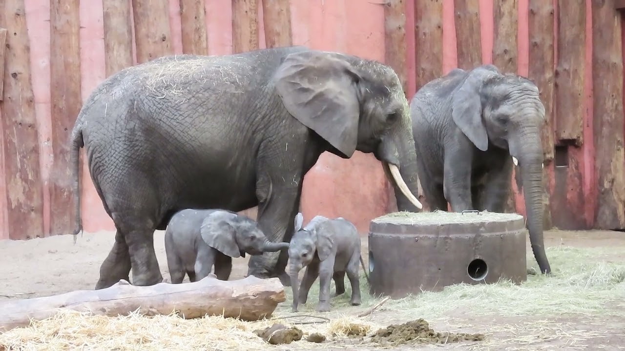Afrikaanse olifant kalfjes.