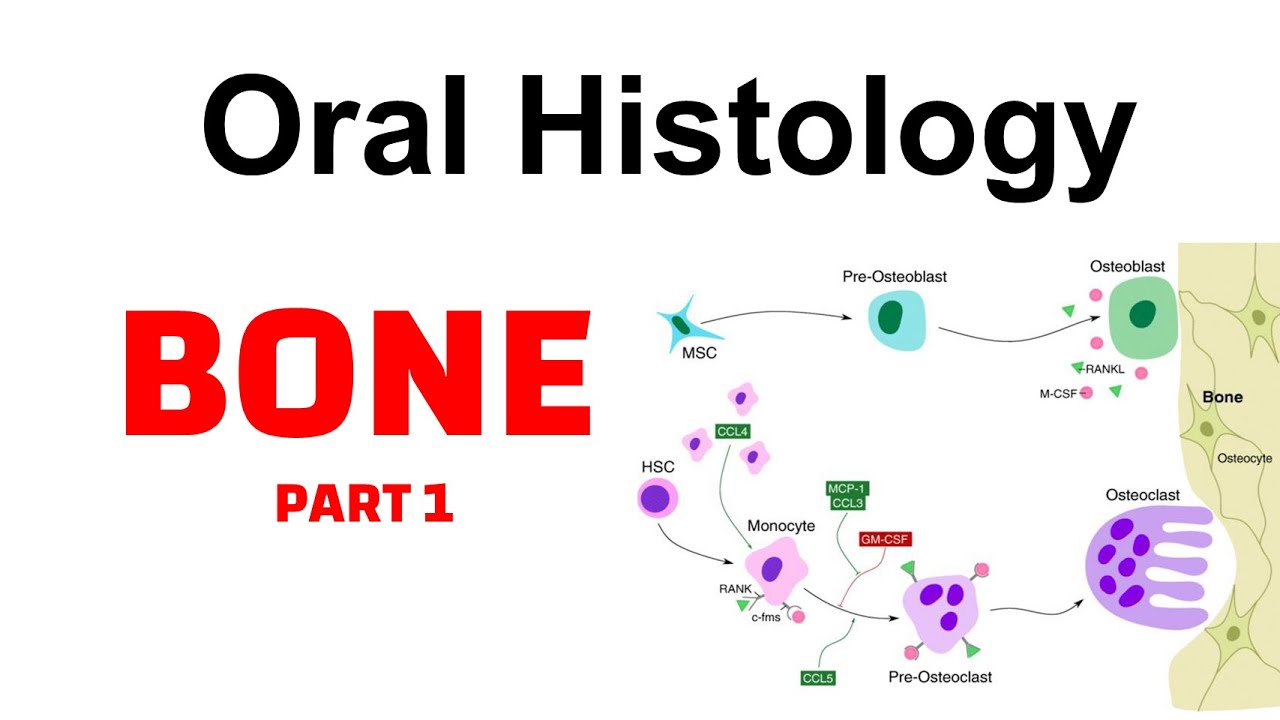 Oral Histology 2 - LEC 3 ( Bone Part 1 )