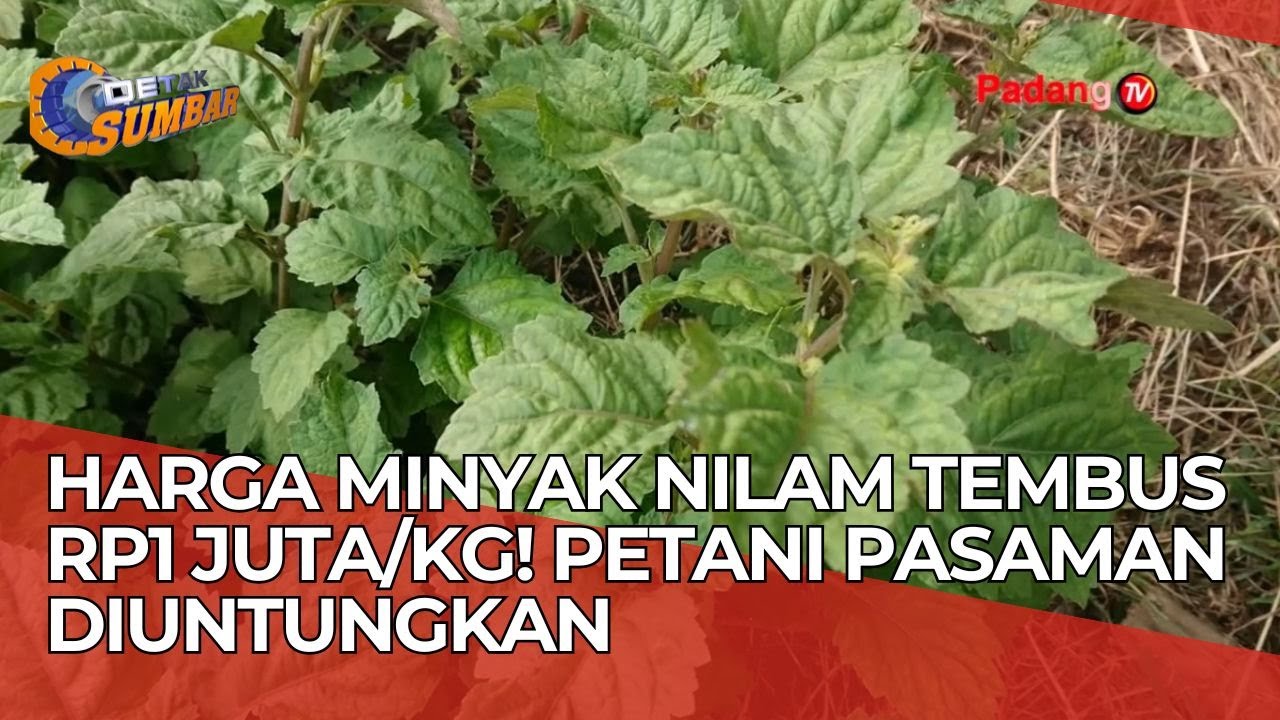 Harga Minyak Nilam Tembus Rp1 Juta/Kg! Petani Pasaman Diuntungkan