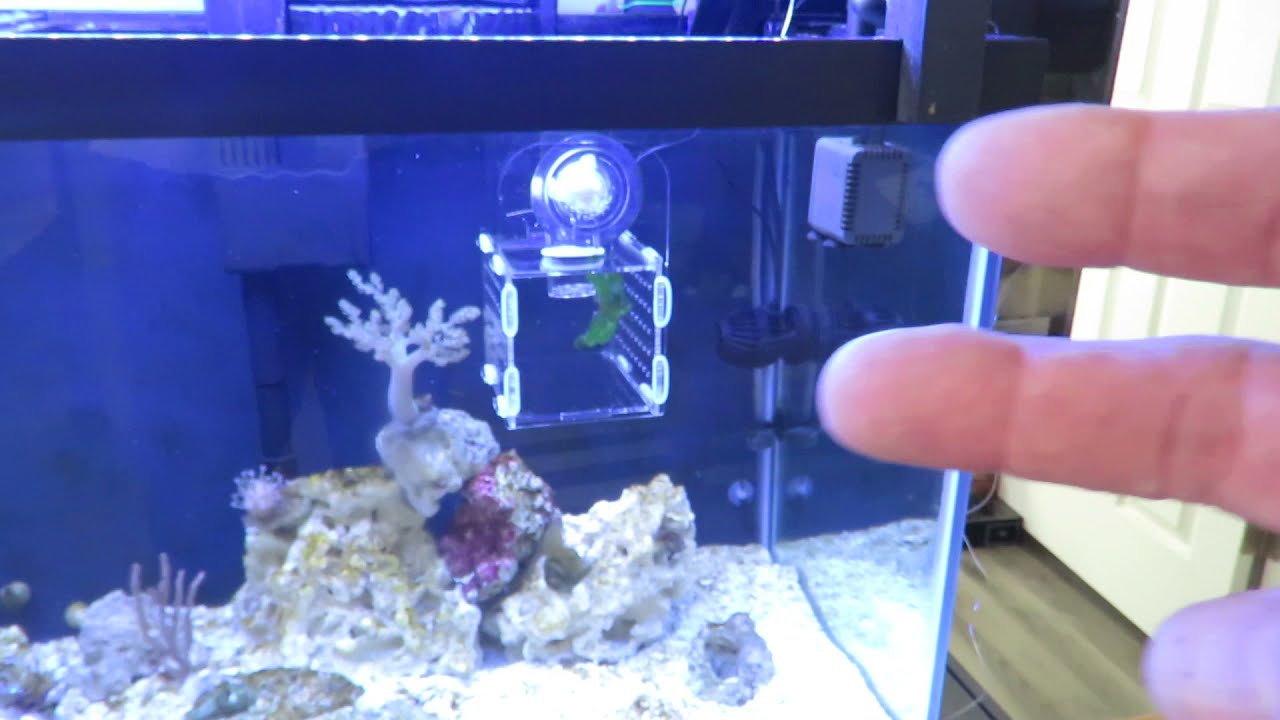 How to Treat Marine Velvet Part 1