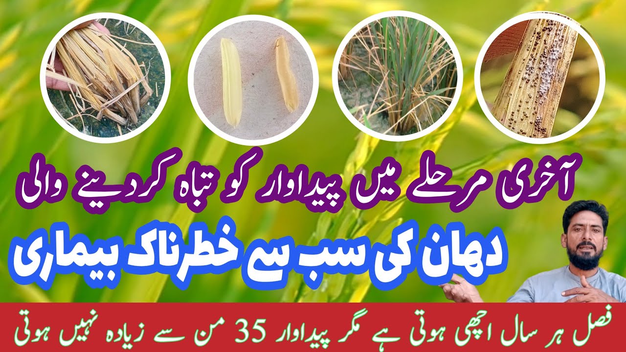 stem rot of rice crop/ root rot disease in paddy / rice diseases.