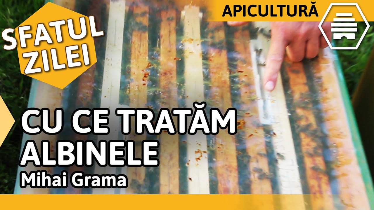 CU CE TRATĂM ALBINELE în plin sezon apicol - Mihai Grama [Sfatul zilei 05.06.2020]