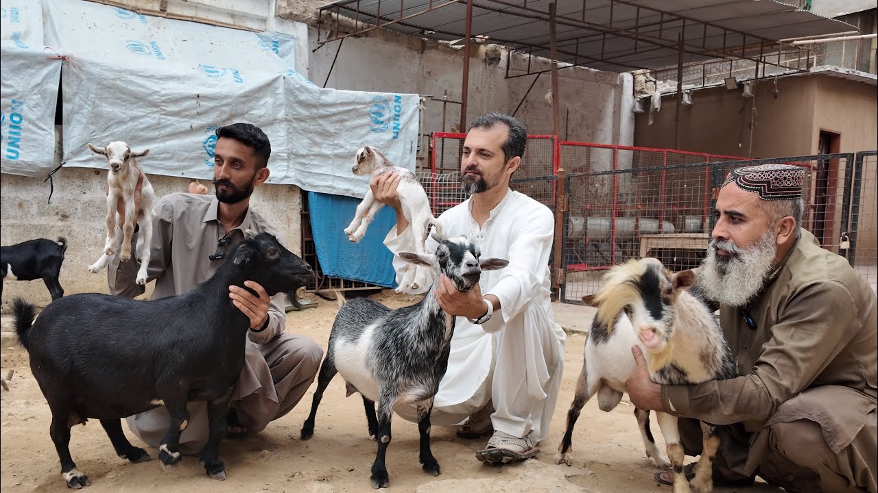 Worlds Smallest Goat  | New  Record 2025