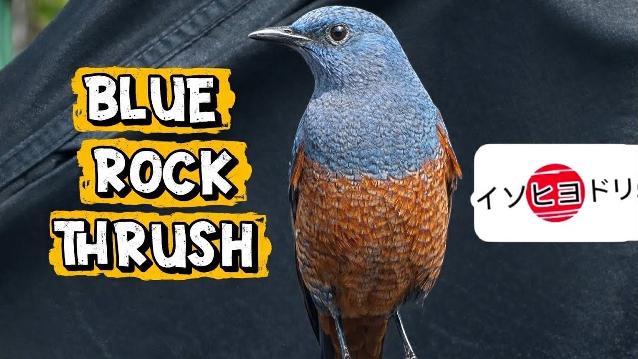 Blue Rock Thrush