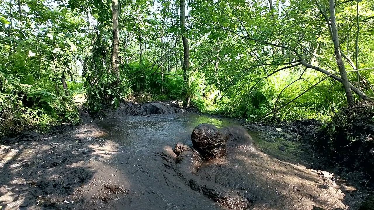 I just wanna blub - Masurian Forest Bog 2024 | Day 7 | Take 3