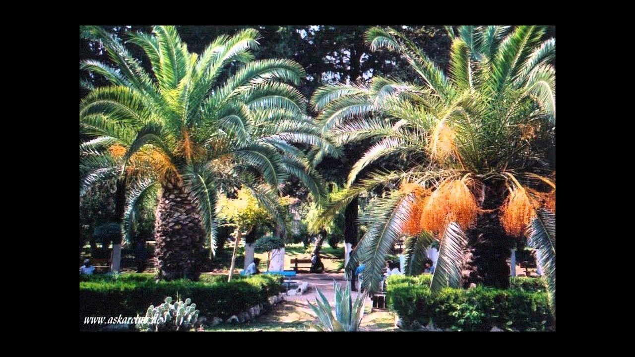 Mehmet Polat - Kundurama - İğne Attım Tarlaya- Zeyno - Le Hanım Lorke