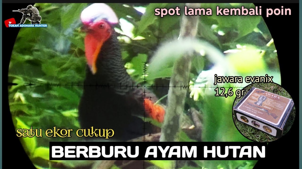 BERBURU AYAM HUTAN AKHIR TAHUN 2025‎⁉️COBA MIMIS SEJUTA UMAT‼️#huntingvlog 