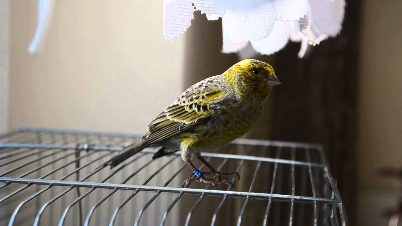 canary lizard singing Duduś :)