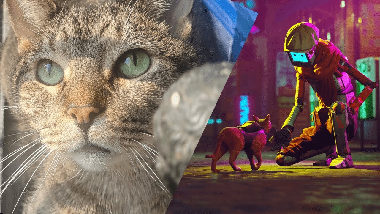 Tribute to My Cat | Finishing Stray