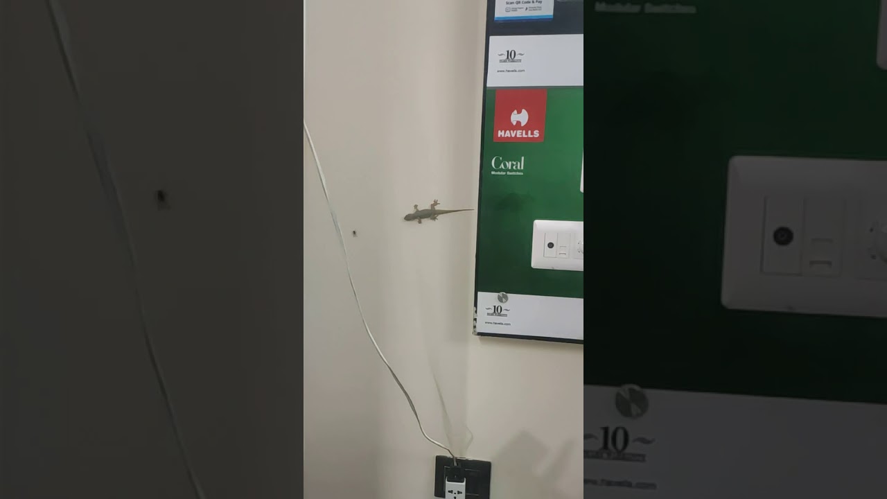 Lizard attacking it's prey | Ultra slow motion video