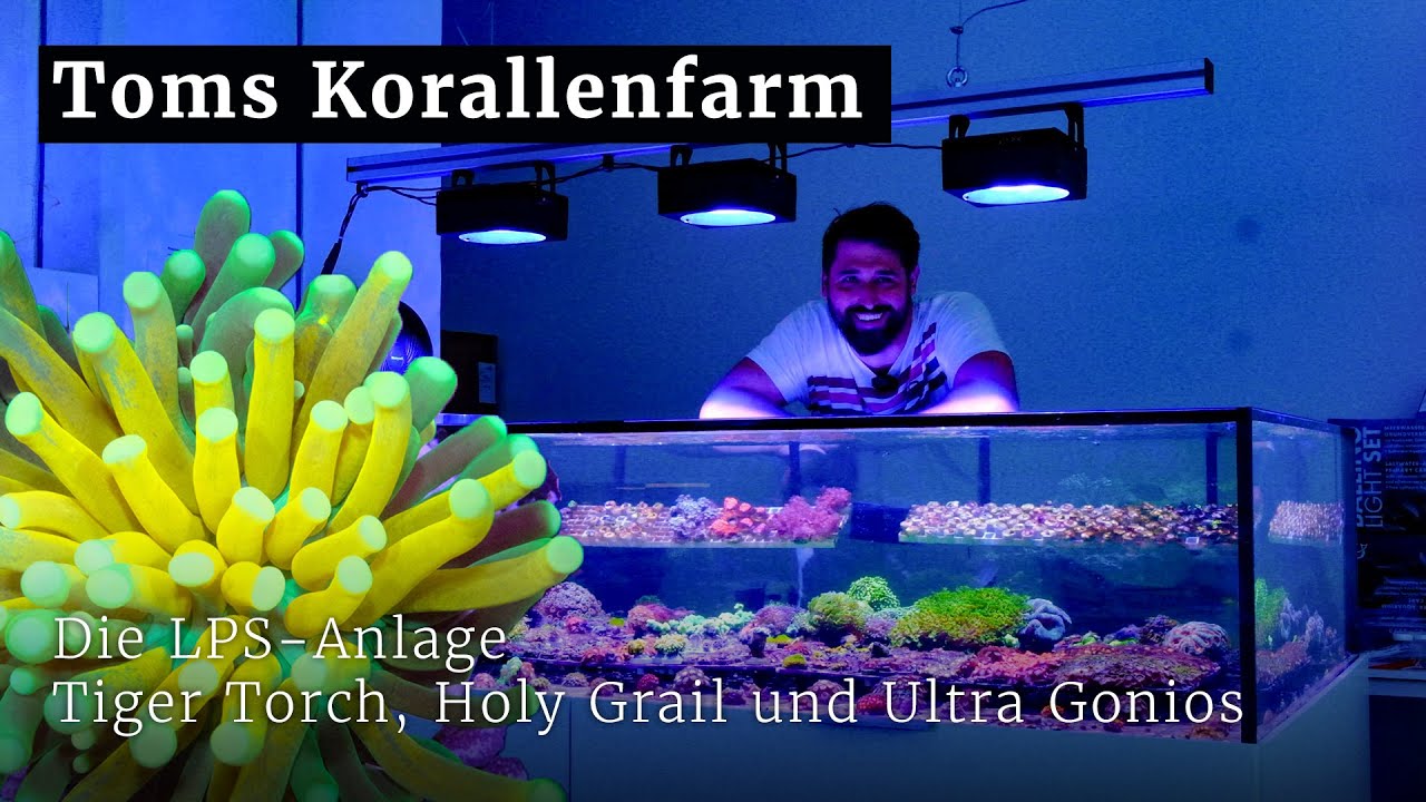 Toms LPS-Korallenanlage, Tiger Torches, Holy Grail Euphyllias und tolle Gonioporen