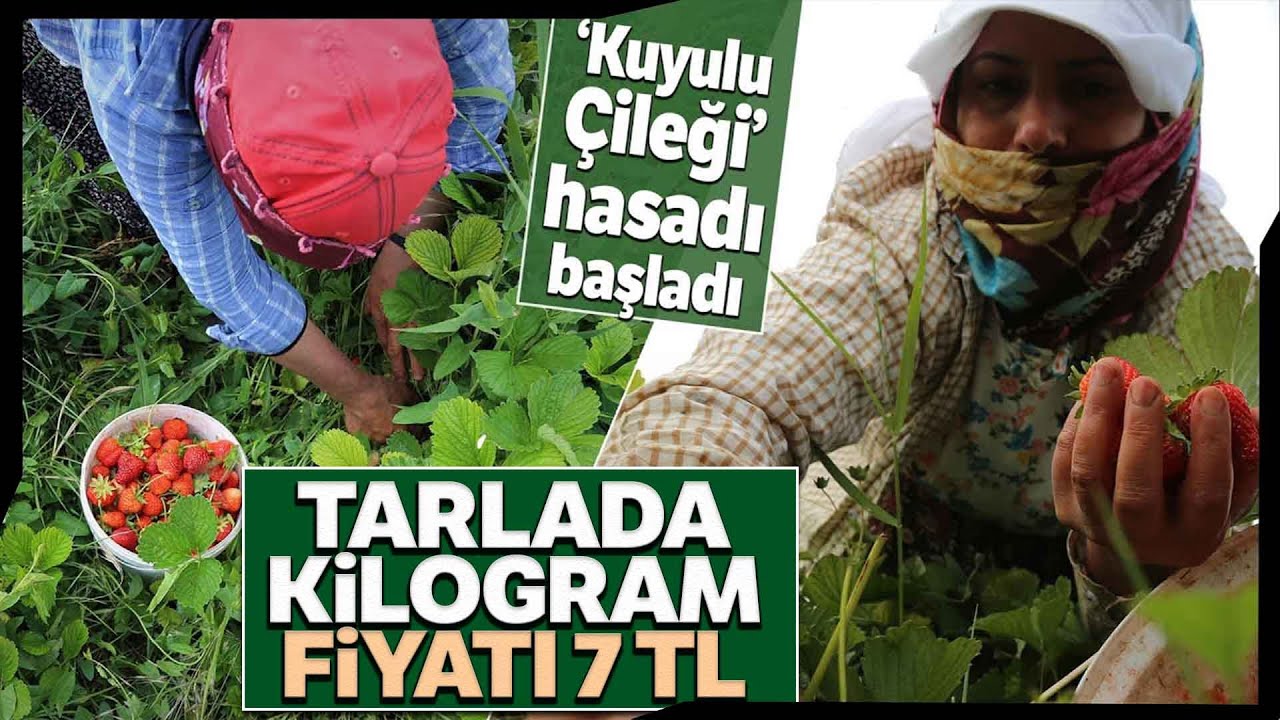 Elazığ’a Özgü Organik Çilekte Hasat Başladı
