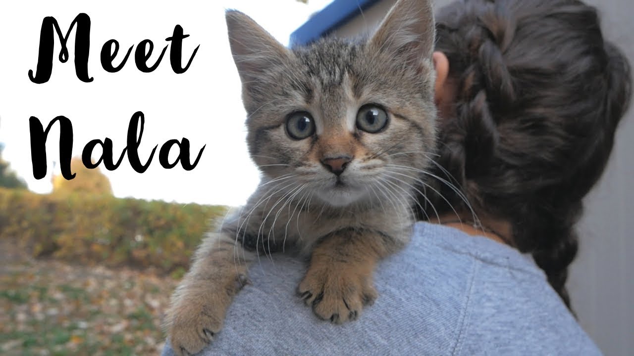 Cute Baby Kitten With Her Mom Live On The Streets